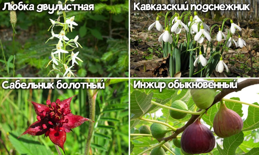 Красная книга Краснодарского края обложка