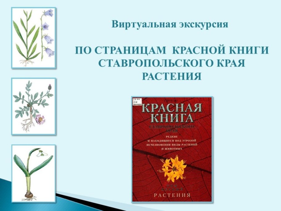 Цветок Лотос ЕАО