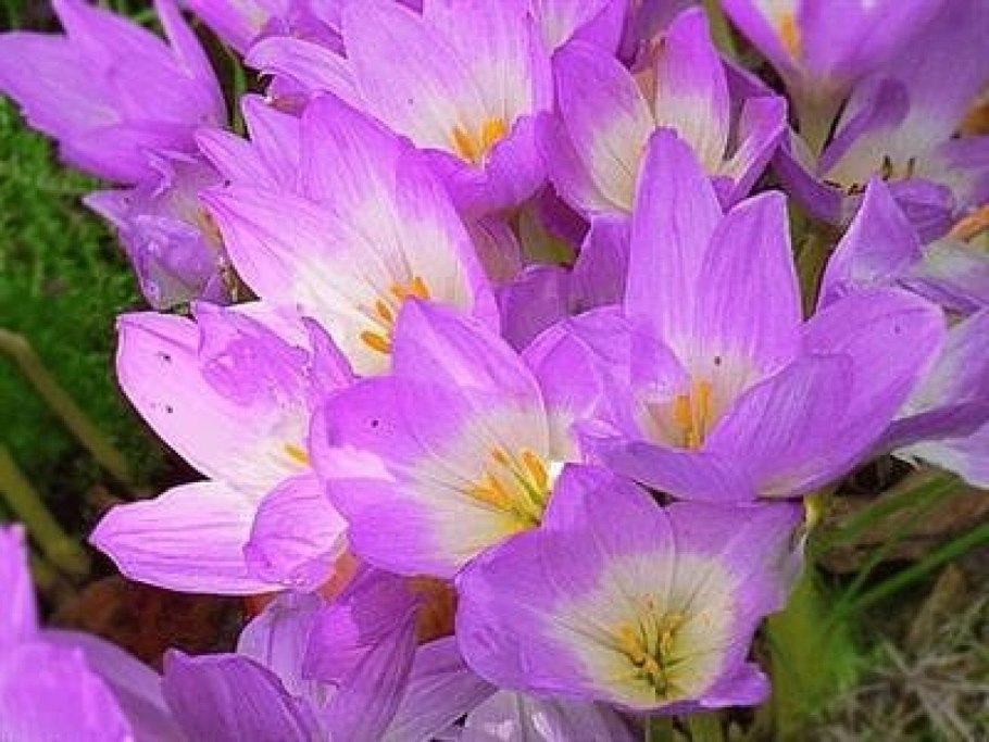 Морозник (Helleborus) кавказский