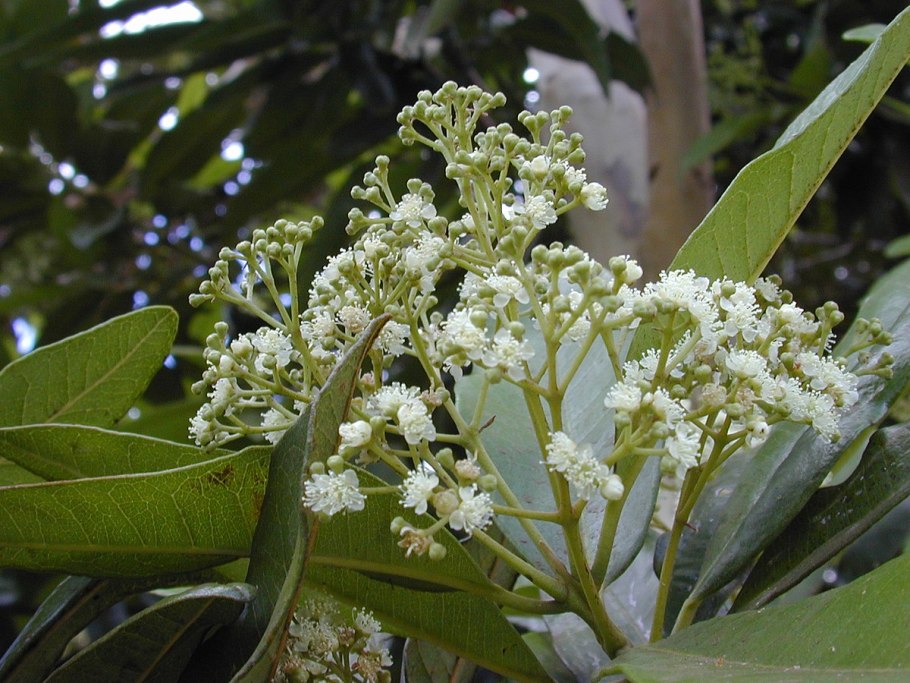 Пимента кистевидная ( Pimenta racemosa)