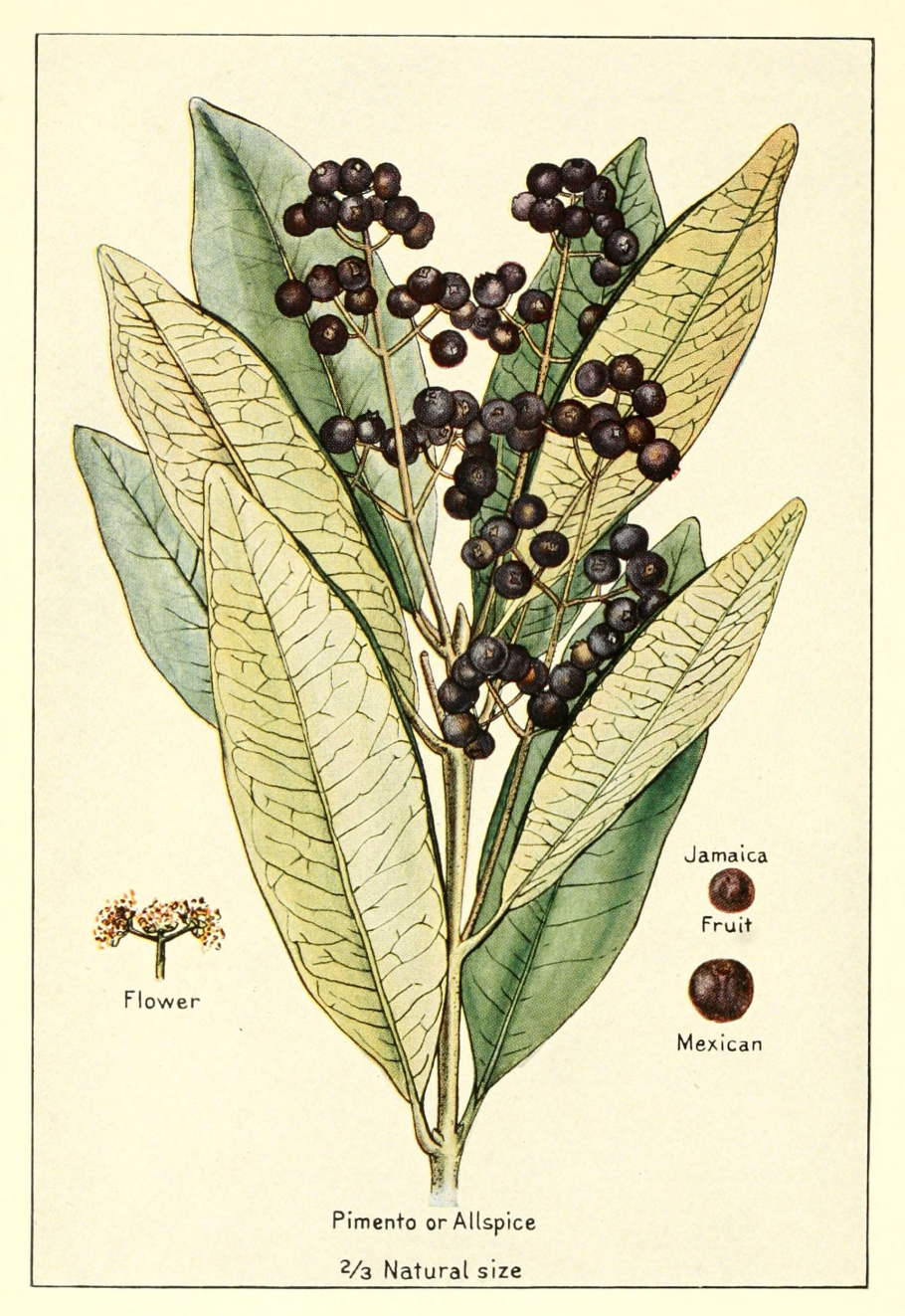 Eugenia Brasiliensis, грумичама