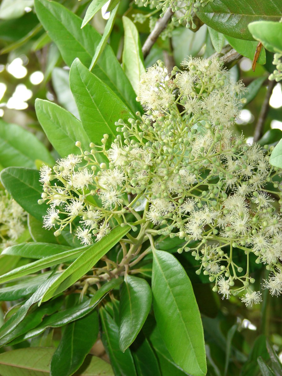Перец Piper nigrum Alba variegated купить в Кирове