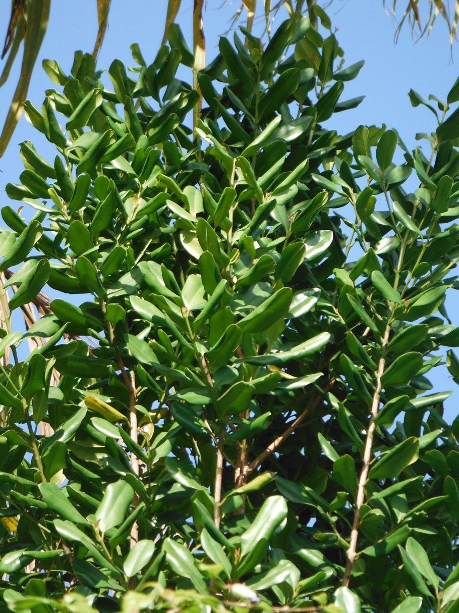 Растение Pimenta racemosa