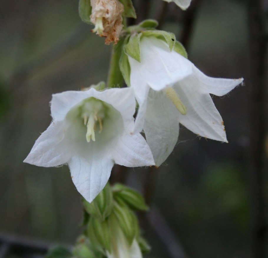 Campanula alliariifolia 'Snow Dune'