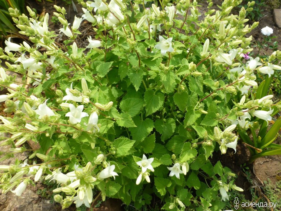 Campanula alliariifolia 'Snow Dune'