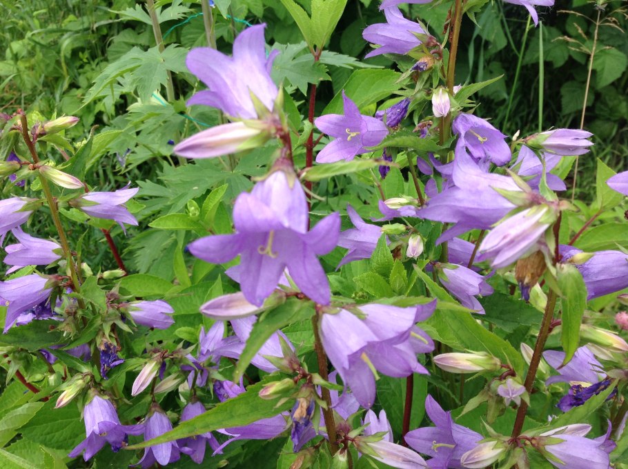 Колокольчик чесночницелистный Campanula alliariifolia
