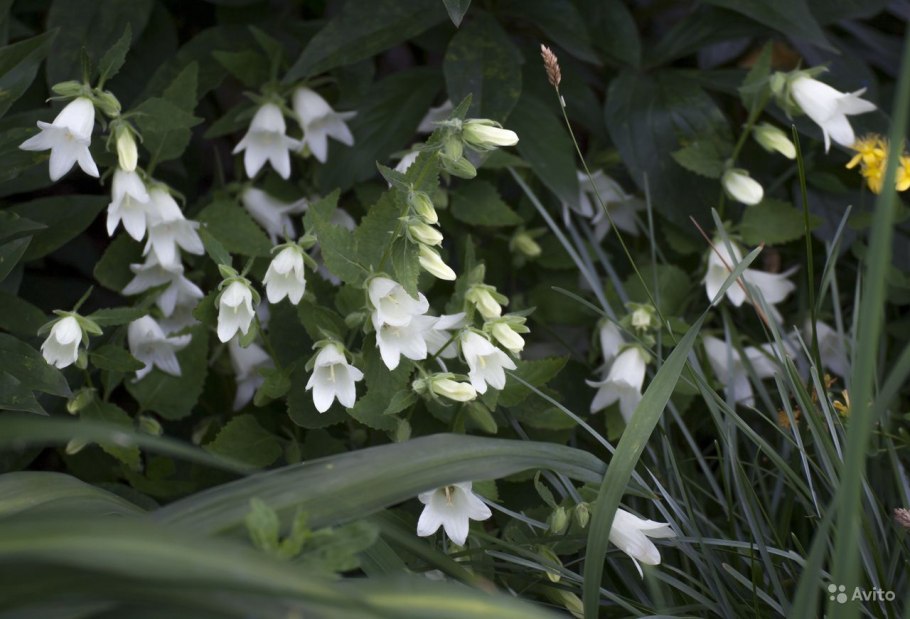 Колокольчик чесночницелистный Snow Dune