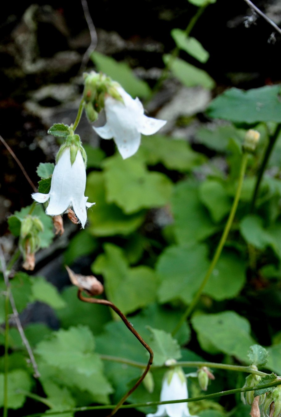 Campanula alliariifolia 'Snow Dune'