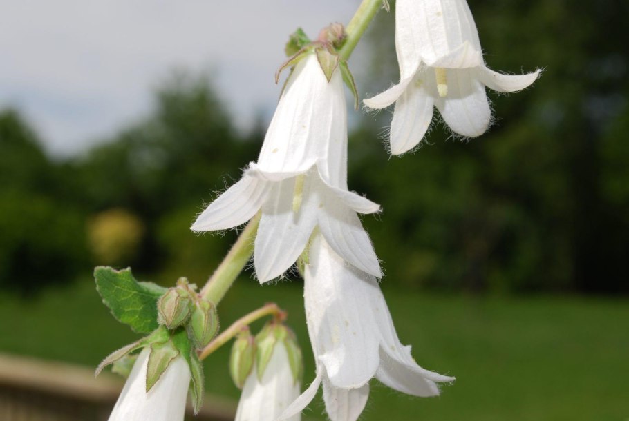 Колокольчик alliariifolia