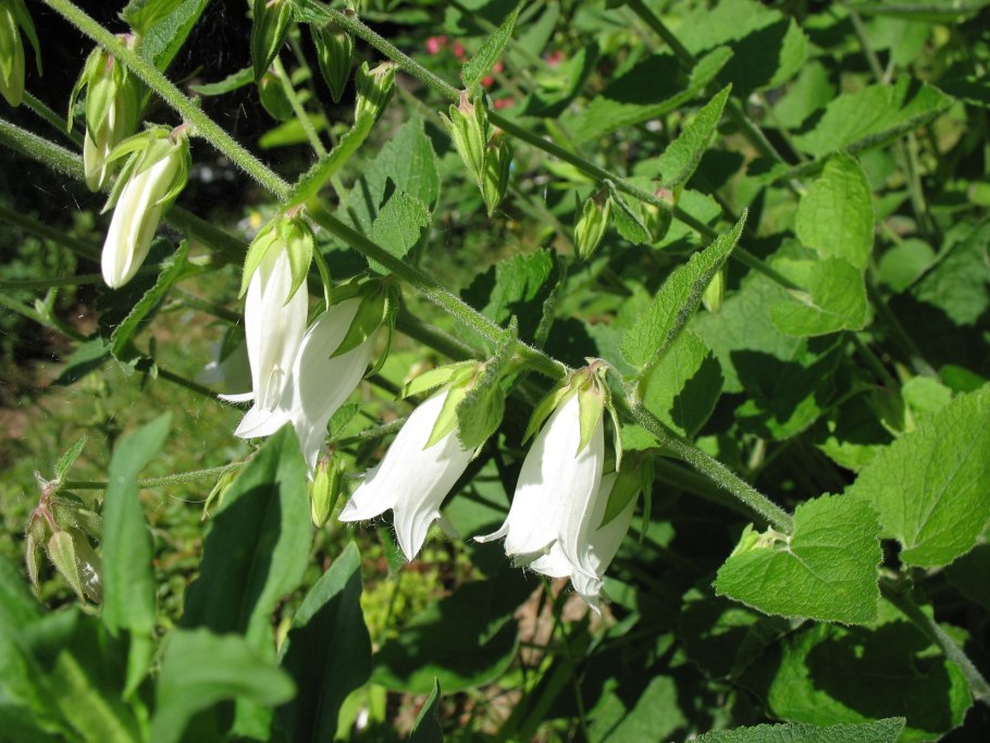 Campanula alliariifolia
