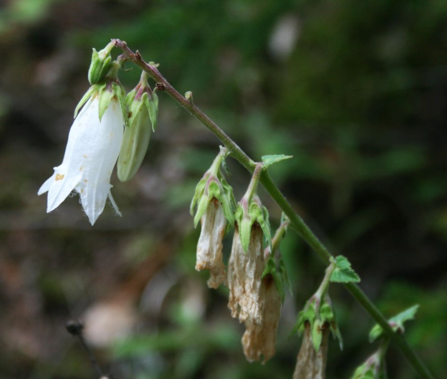 Садовые цветы похожие на колокольчики