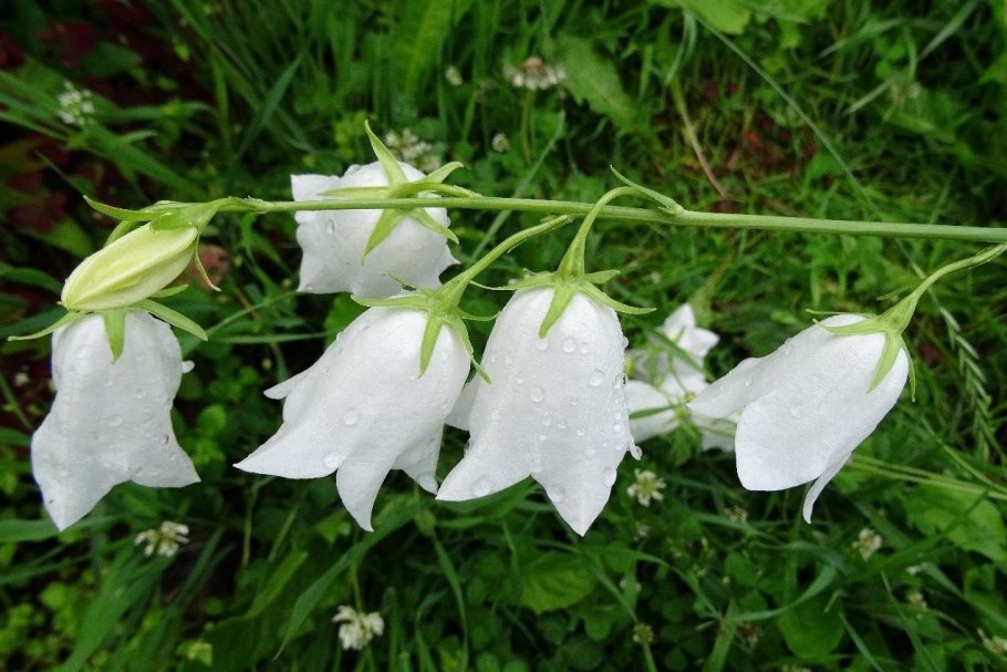 Колокольчик персиколистный Campanula persicifolia