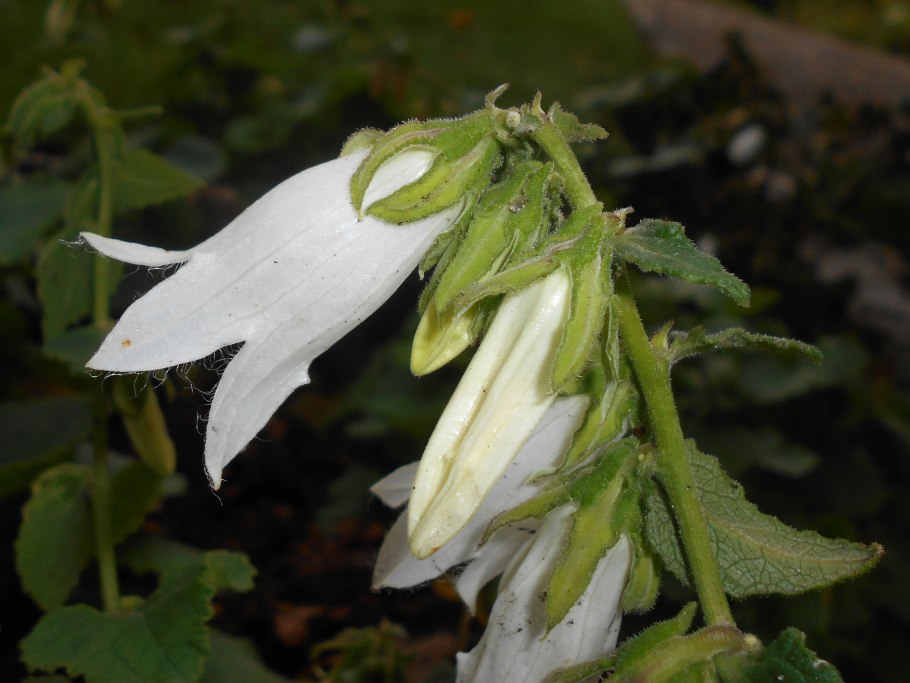 Campanula alliariifolia