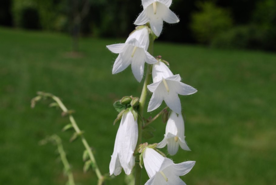 Campanula alliariifolia
