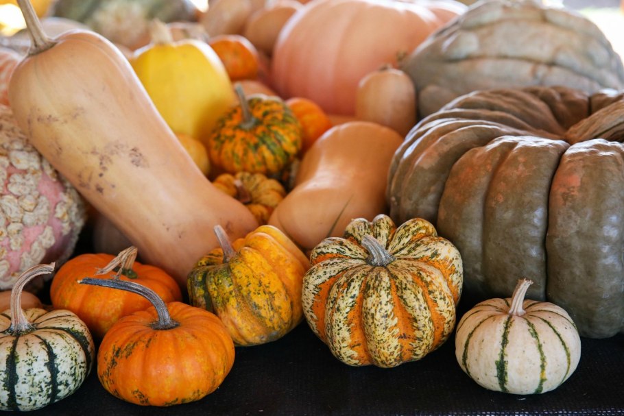 Тыква серая