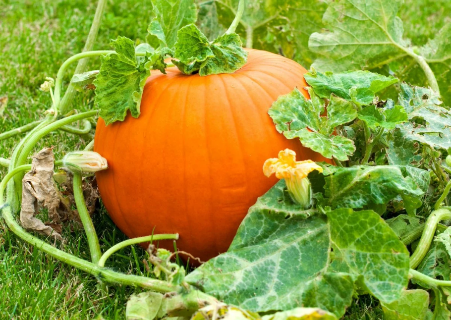 Тыква Стофунтовая