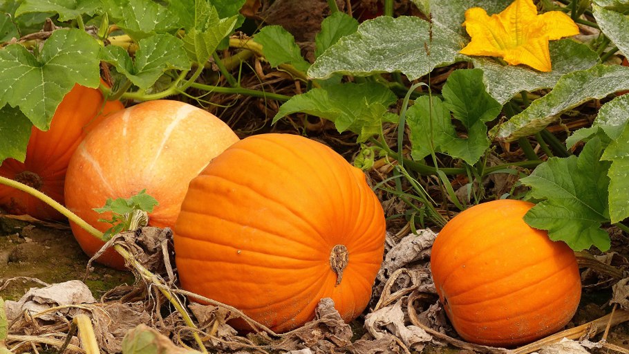 Тыква обыкновенная