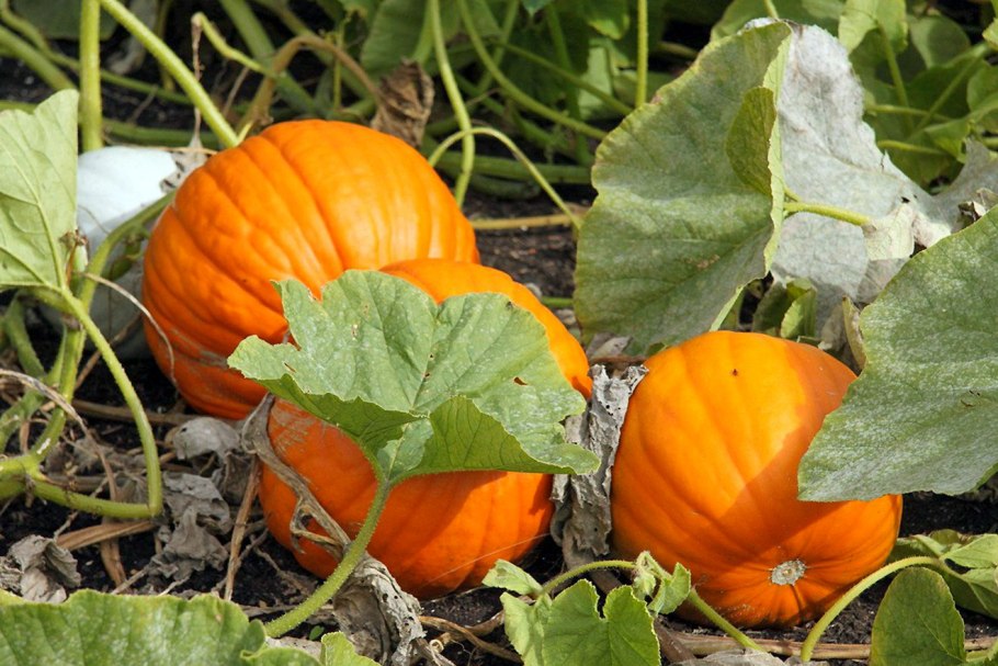 Тыква цветет