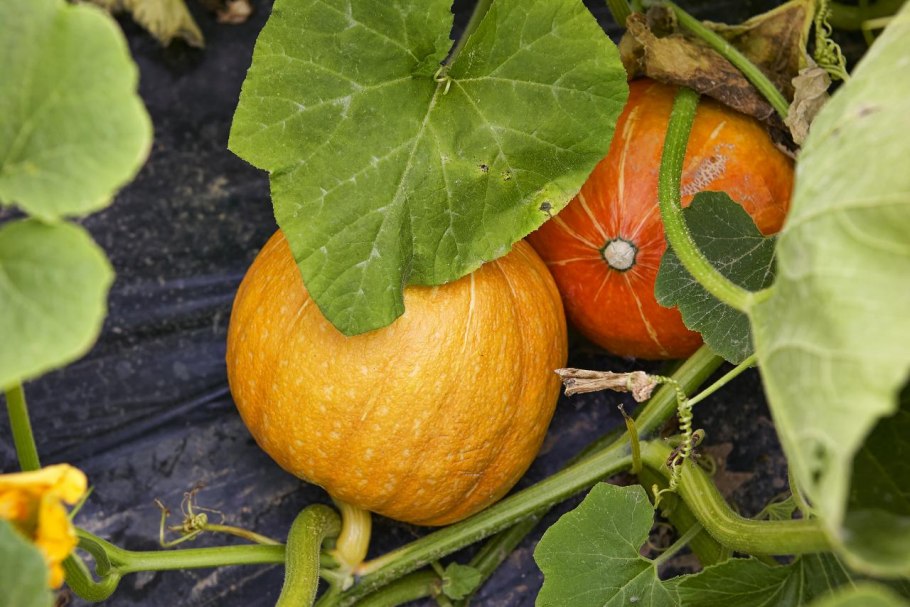 Мускатная тыква (Cucurbita moschata)