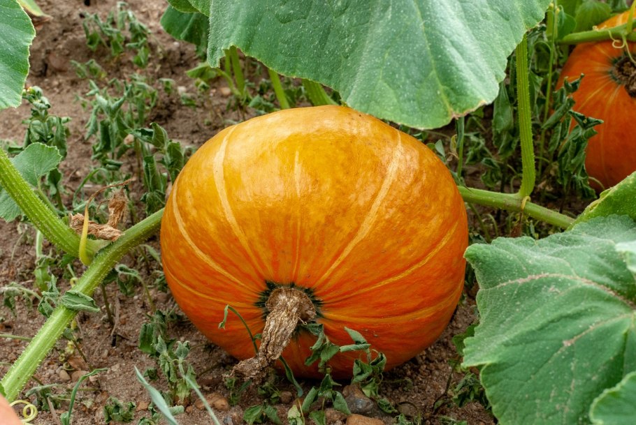 Тыква крупноплодная Атлант