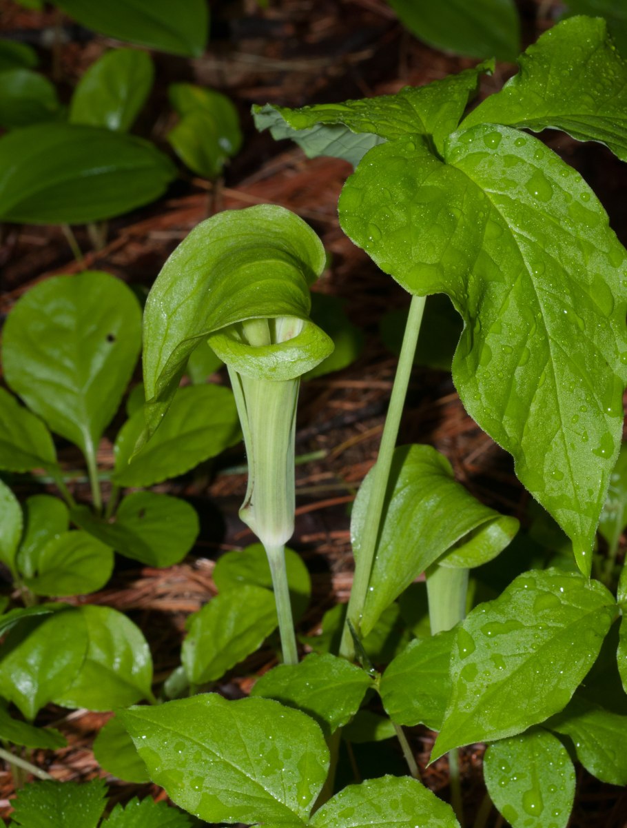 Arisaema peninsulae