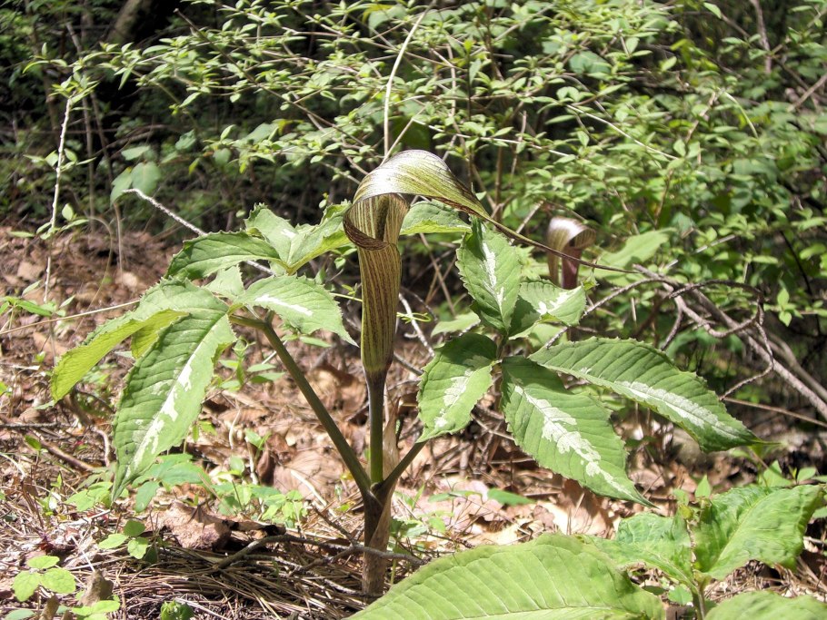 Arisaema amurense