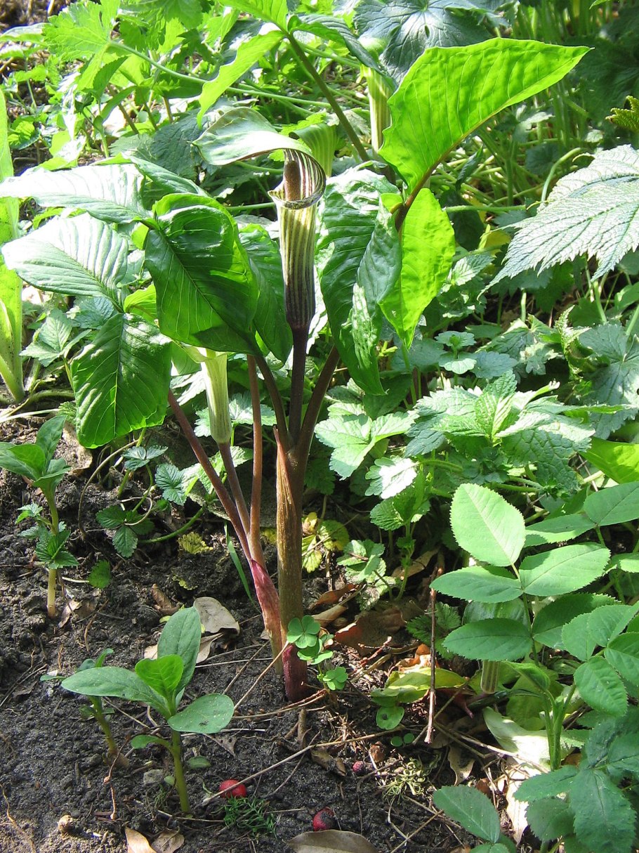 Аризема контур рисунок