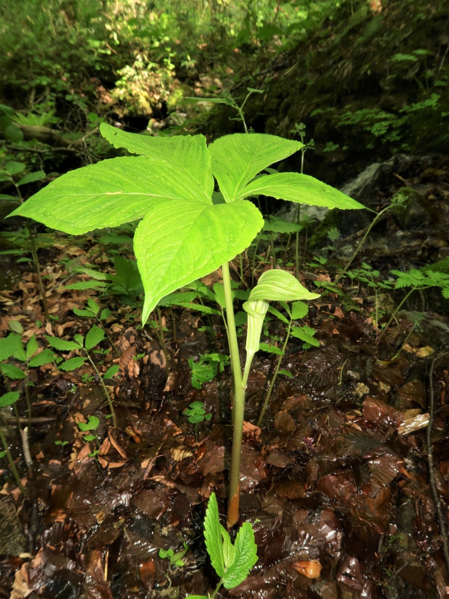 Arisaema triphyllum
