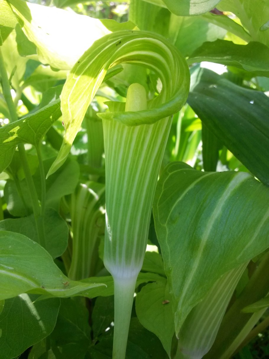 Аризема Амурская