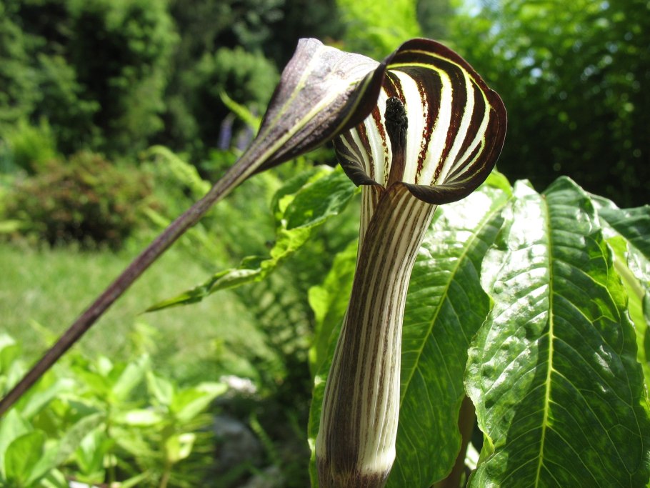 Аризема Arisaema fargesii