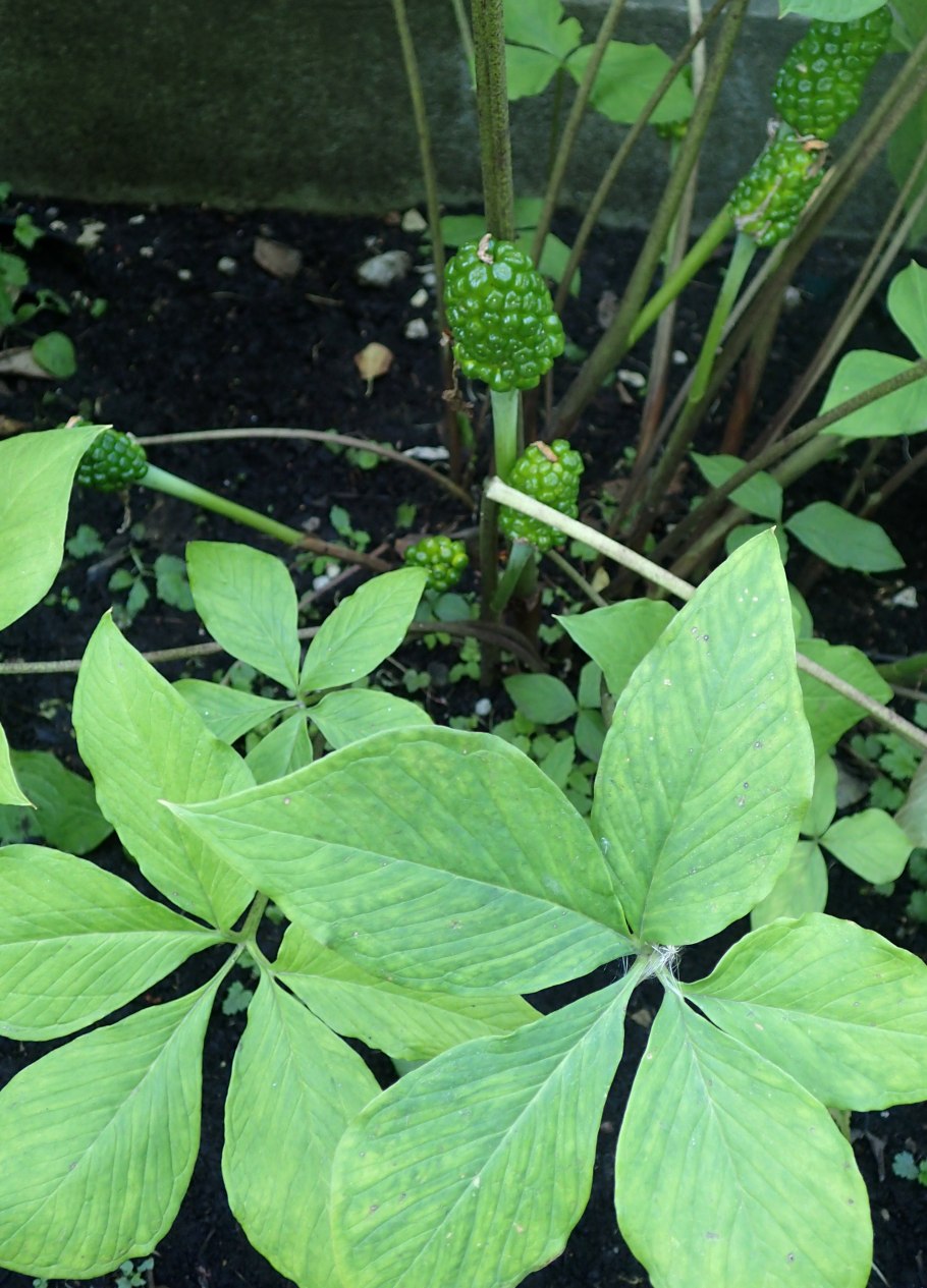 Аризема Сомалийская