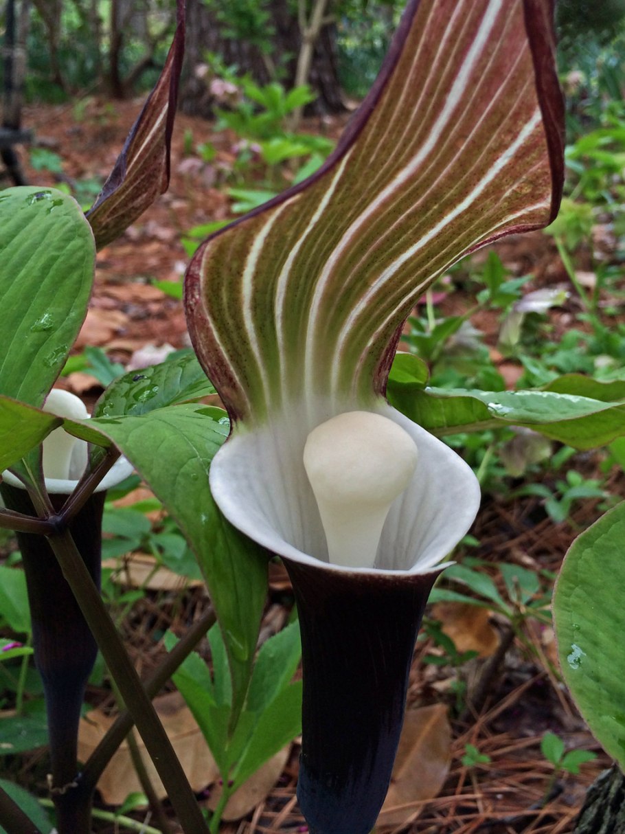 Аризема лопастная