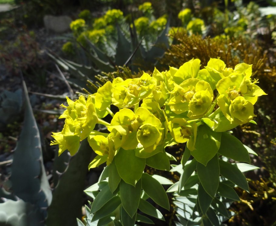 Молочай аскот Рейнбоу