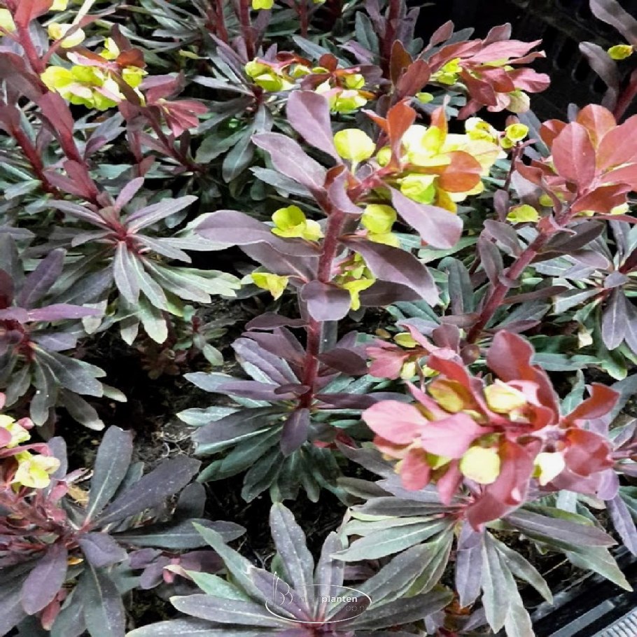 Молочай purpurea (Пурпуреа)