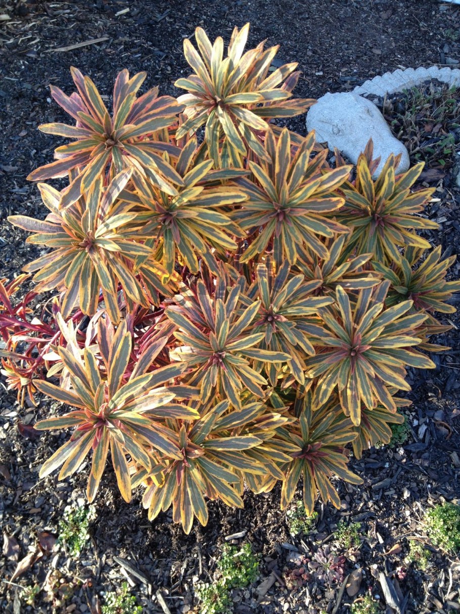 Молочай кипарисовый семена