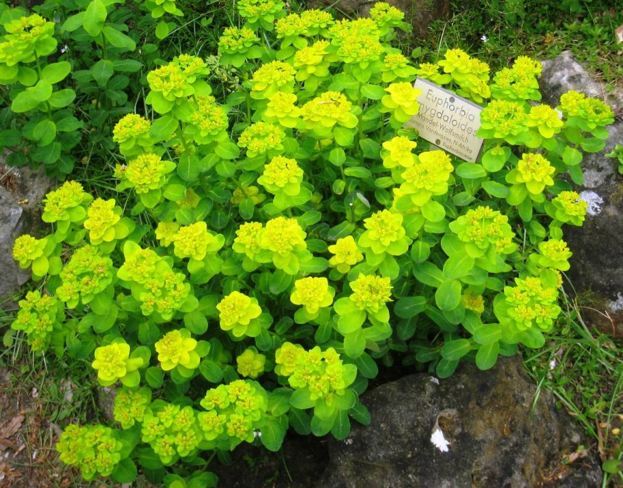 Молочай садовый многолетний