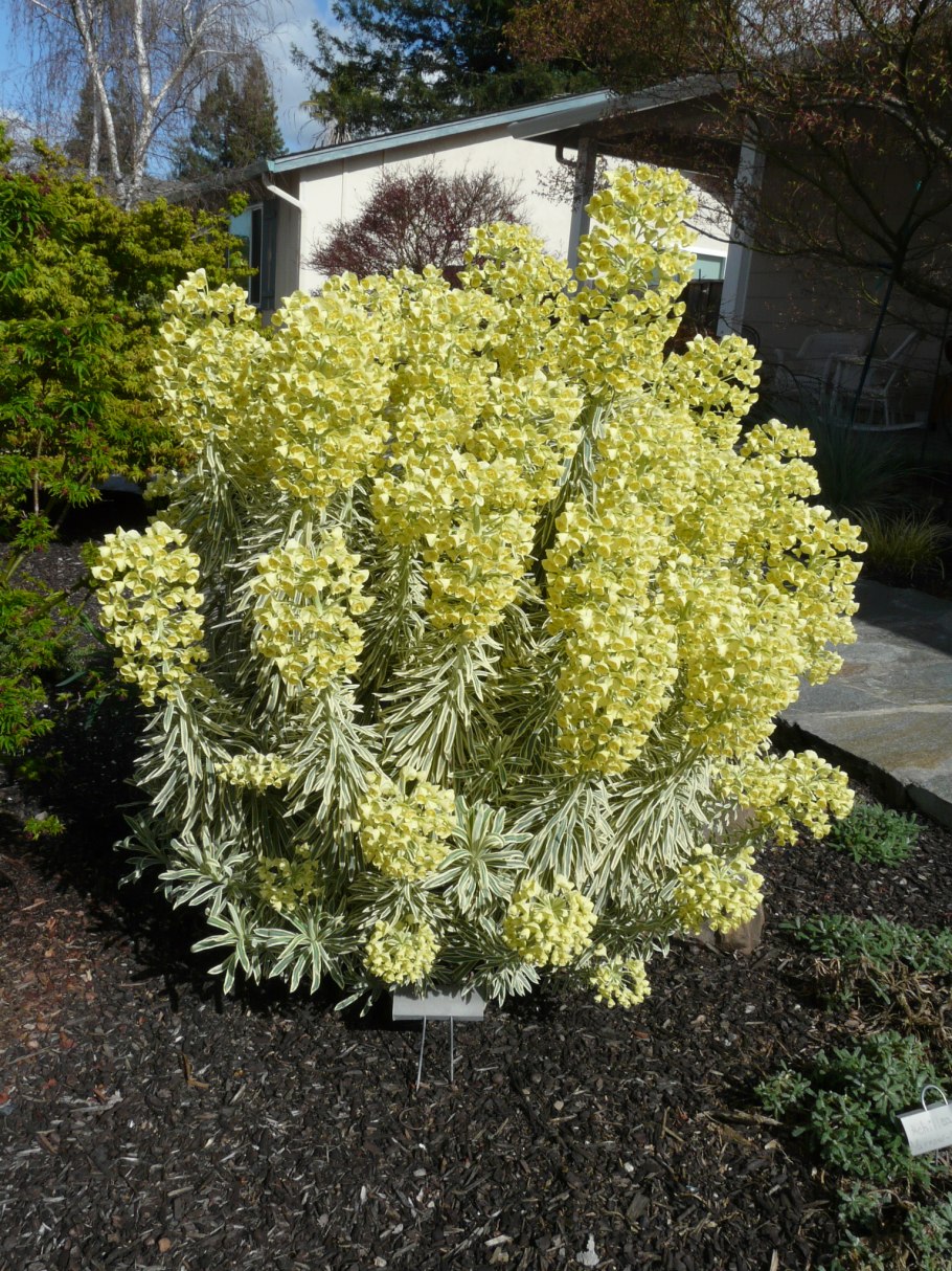 Amandelwolfsmelk euphorbia молочай