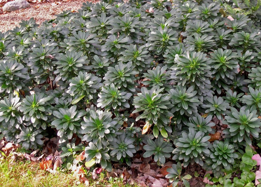 Euphorbia amygdaloides. Молочайные