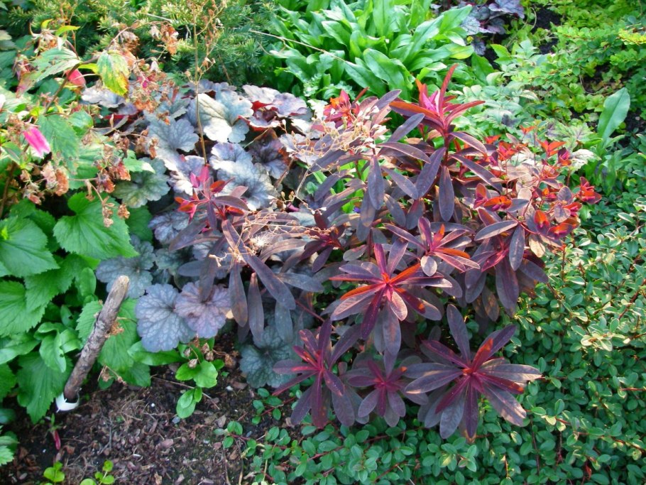 Молочай аскот Рейнбоу