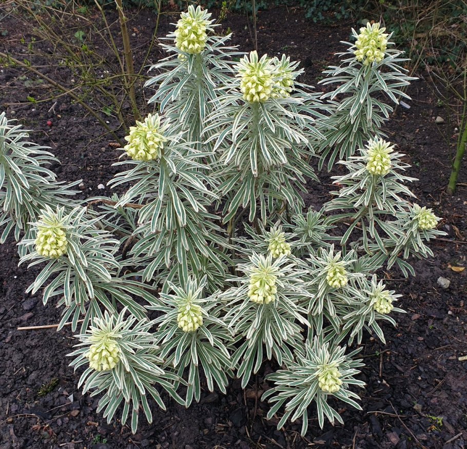 Молочай Bonfire (Бонфайр)