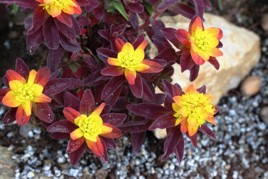 Молочай аскот Рейнбоу