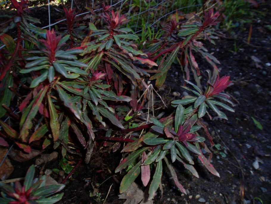 Молочай Пурпуреа