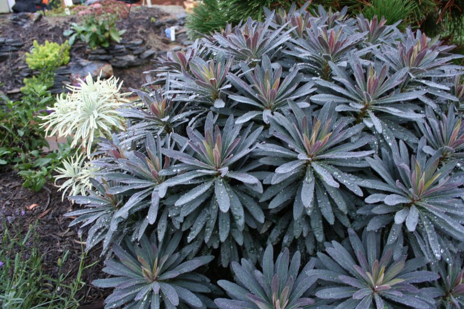 Молочай purpurea (Пурпуреа)