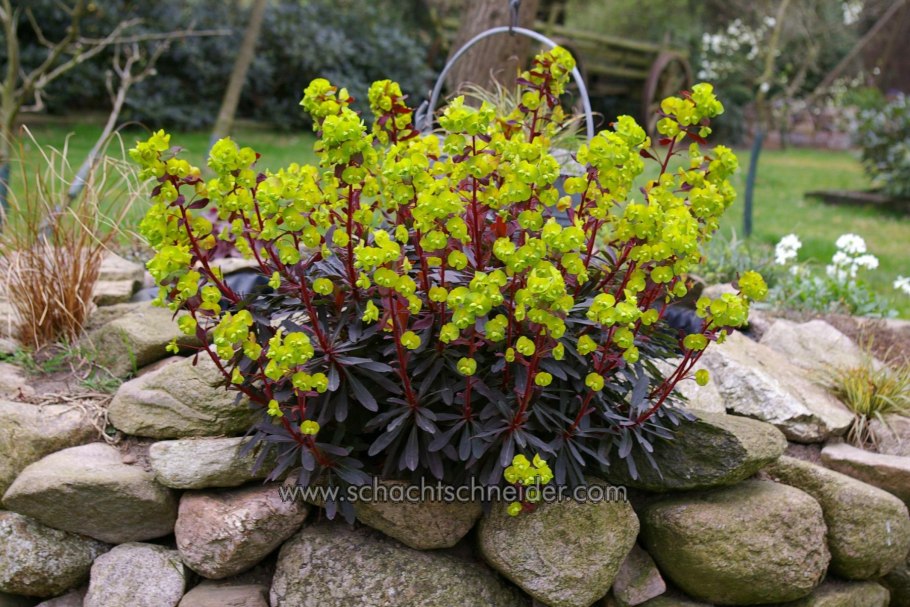 Молочай многоцветковый purpurea