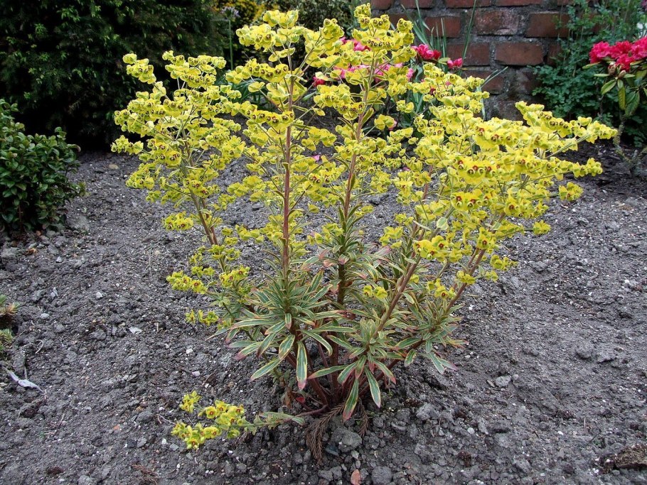 Euphorbia amygdaloides