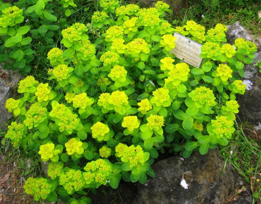 Молочай садовый многоцветковый