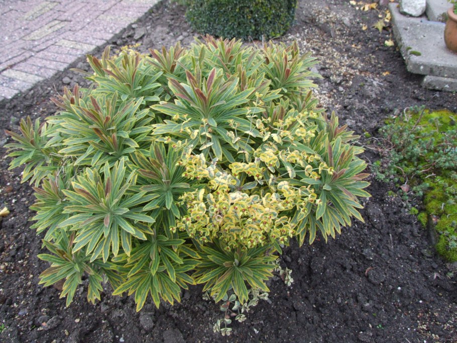 Молочай Вальбертонс Руби