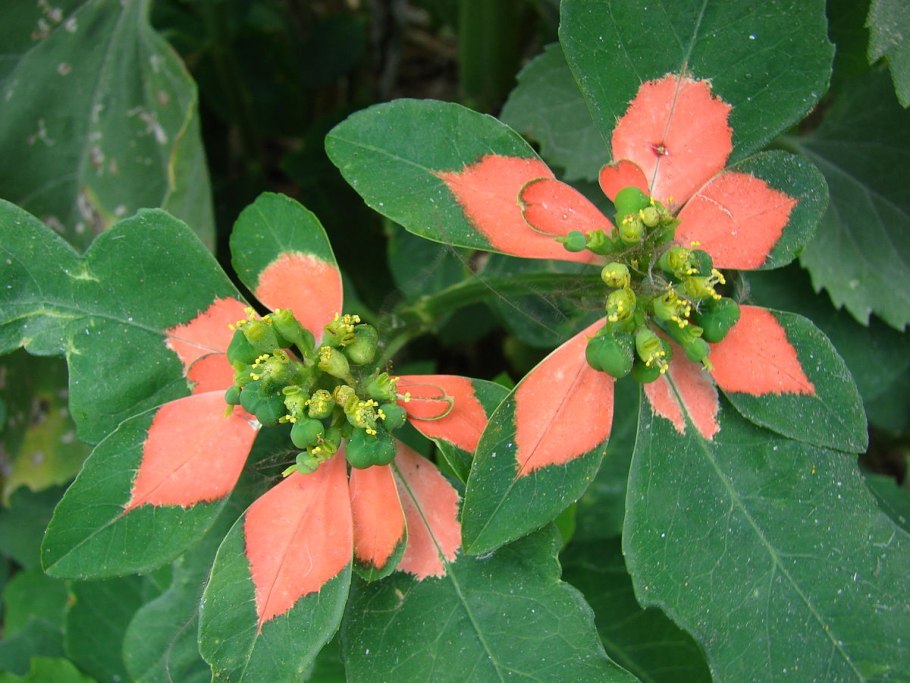 Молочай миндальный Пурпуреа