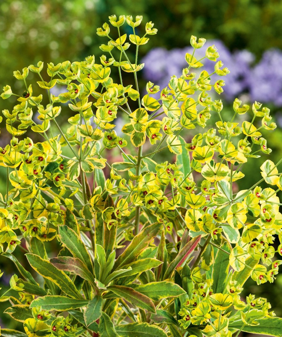 Молочай Мартина "Ascot Rainbow" (Euphorbia martinii)