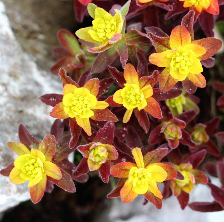 Молочай Тасманский тигр